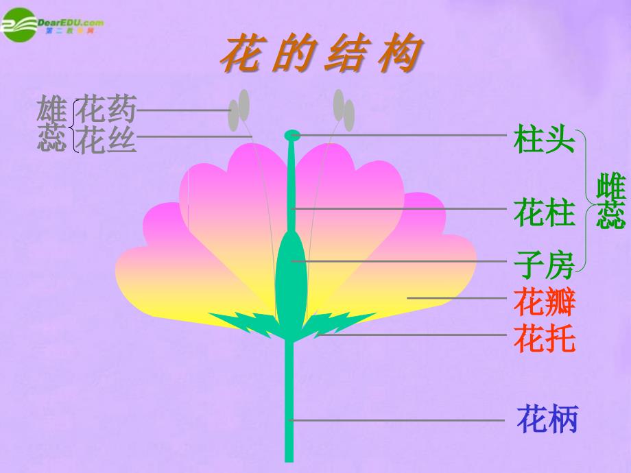 七年级生物上册 植物的开花和结果 苏教版_第3页