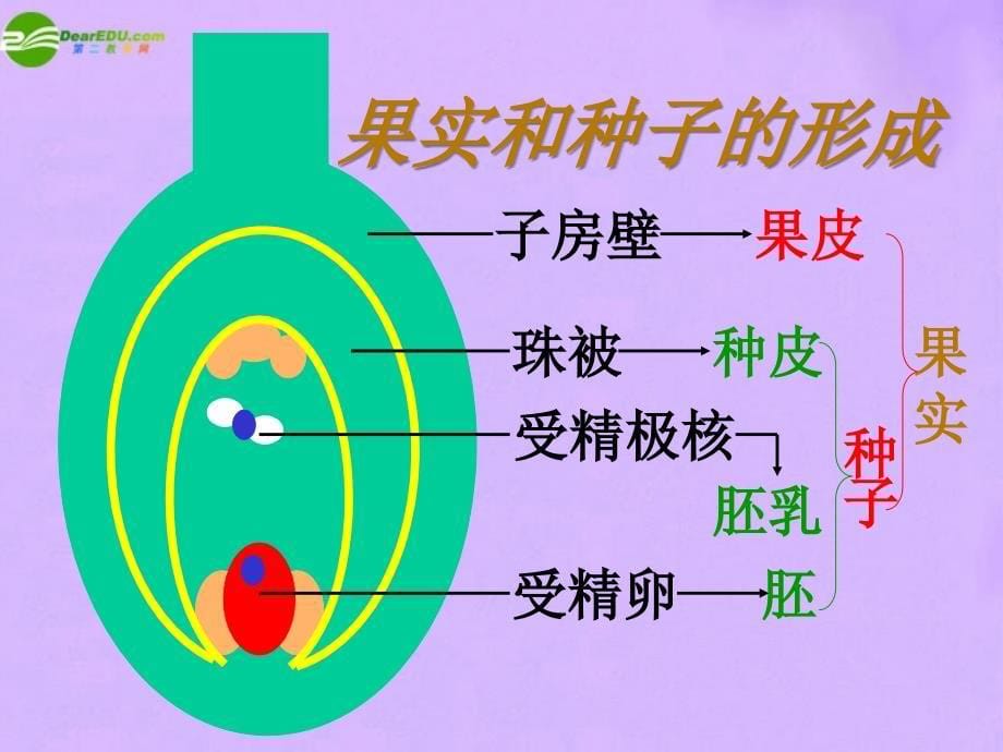 七年级生物上册 植物的开花和结果 苏教版_第5页