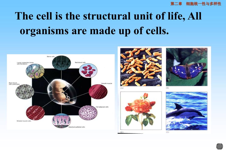 细胞生物学 02 细胞的基本知识 (2)_第3页