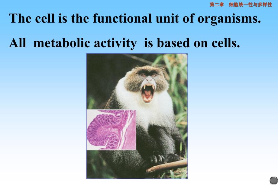 细胞生物学 02 细胞的基本知识 (2)_第4页