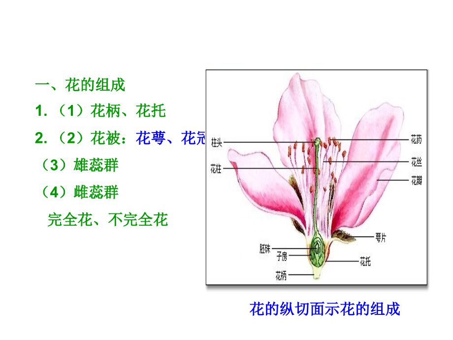 12级生科植物学1教案(第四章)_第2页