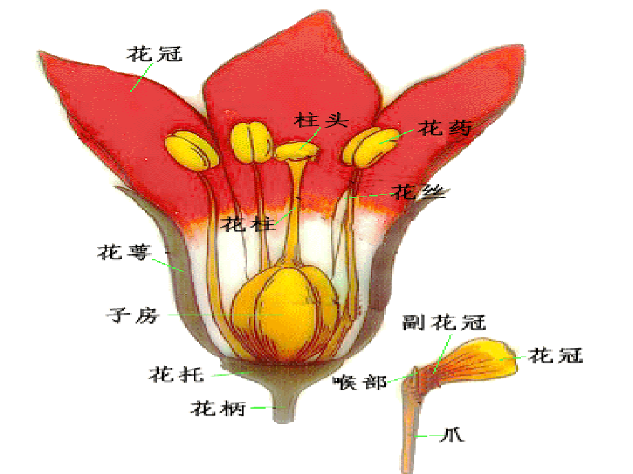 12级生科植物学1教案(第四章)_第3页