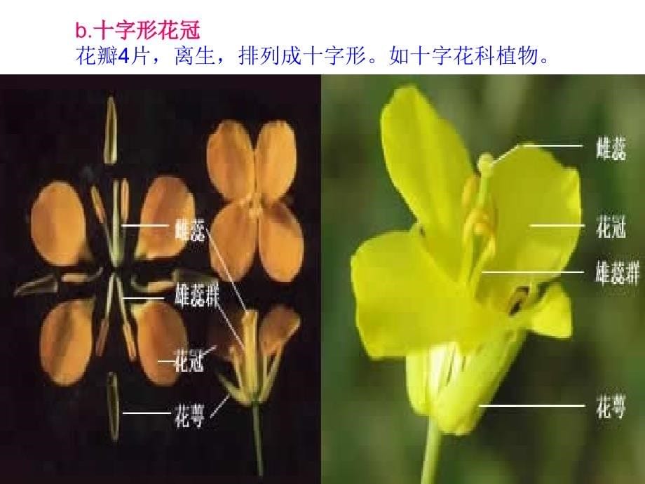 12级生科植物学1教案(第四章)_第5页