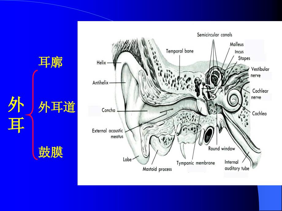 眼耳鼻咽喉解剖学--耳  (nxpowerlite)_第3页