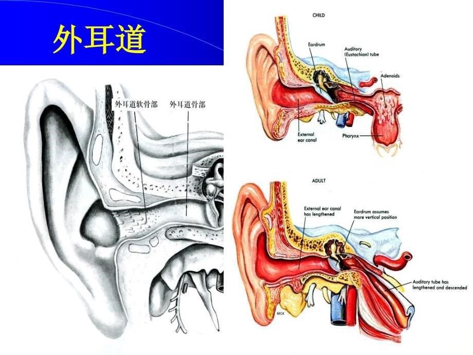 眼耳鼻咽喉解剖学--耳  (nxpowerlite)_第5页