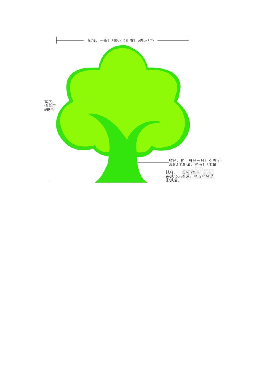 乔木冠幅、胸径  测量标准(圣桐林业)_第2页