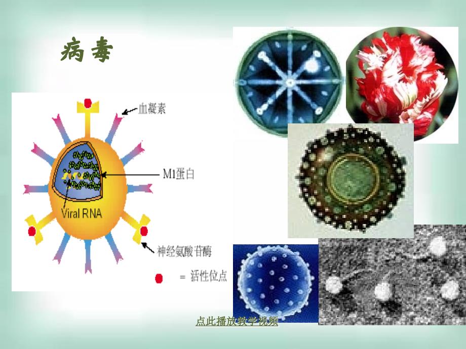 人教版教学课件2007年广东生物科《专题2微生物的培养与应用----微生物的实验室培养(选修一)》_下学期_第4页