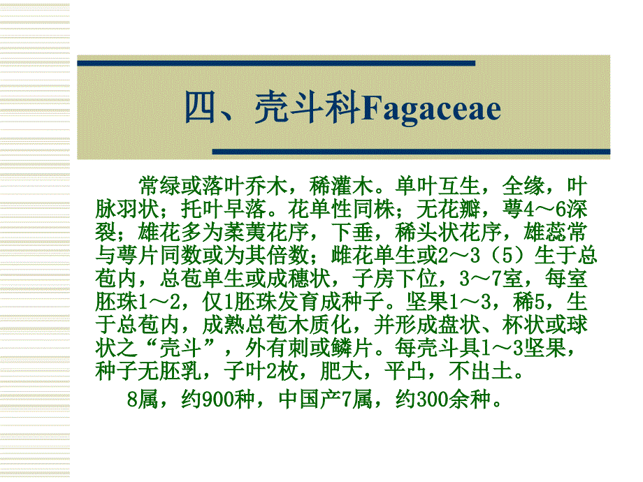 壳斗科fagaceae_第1页