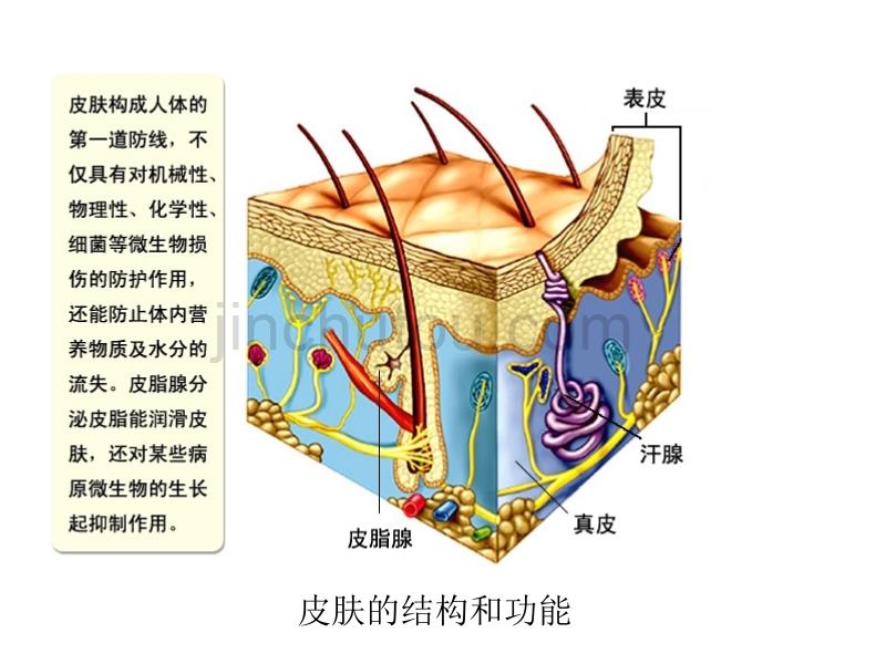 高中生物课件第三章 免疫系统与免疫功能_第5页