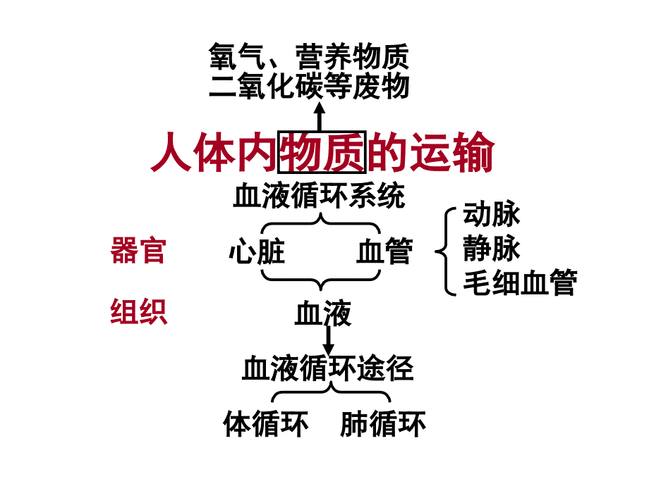 七下第四章人体内物质的运输复习课件1_第3页