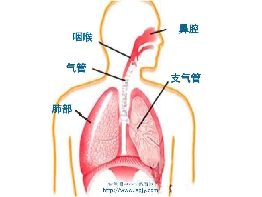 小学五年级上册科学肺和呼吸_第5页