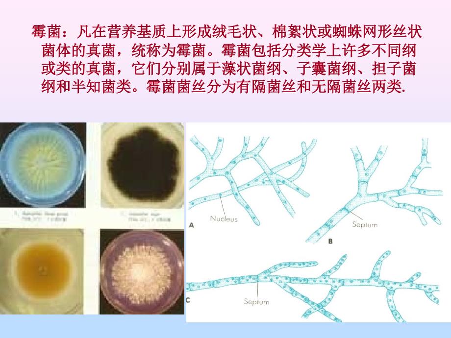 实验三  霉菌、放线菌及土壤微生5_第4页