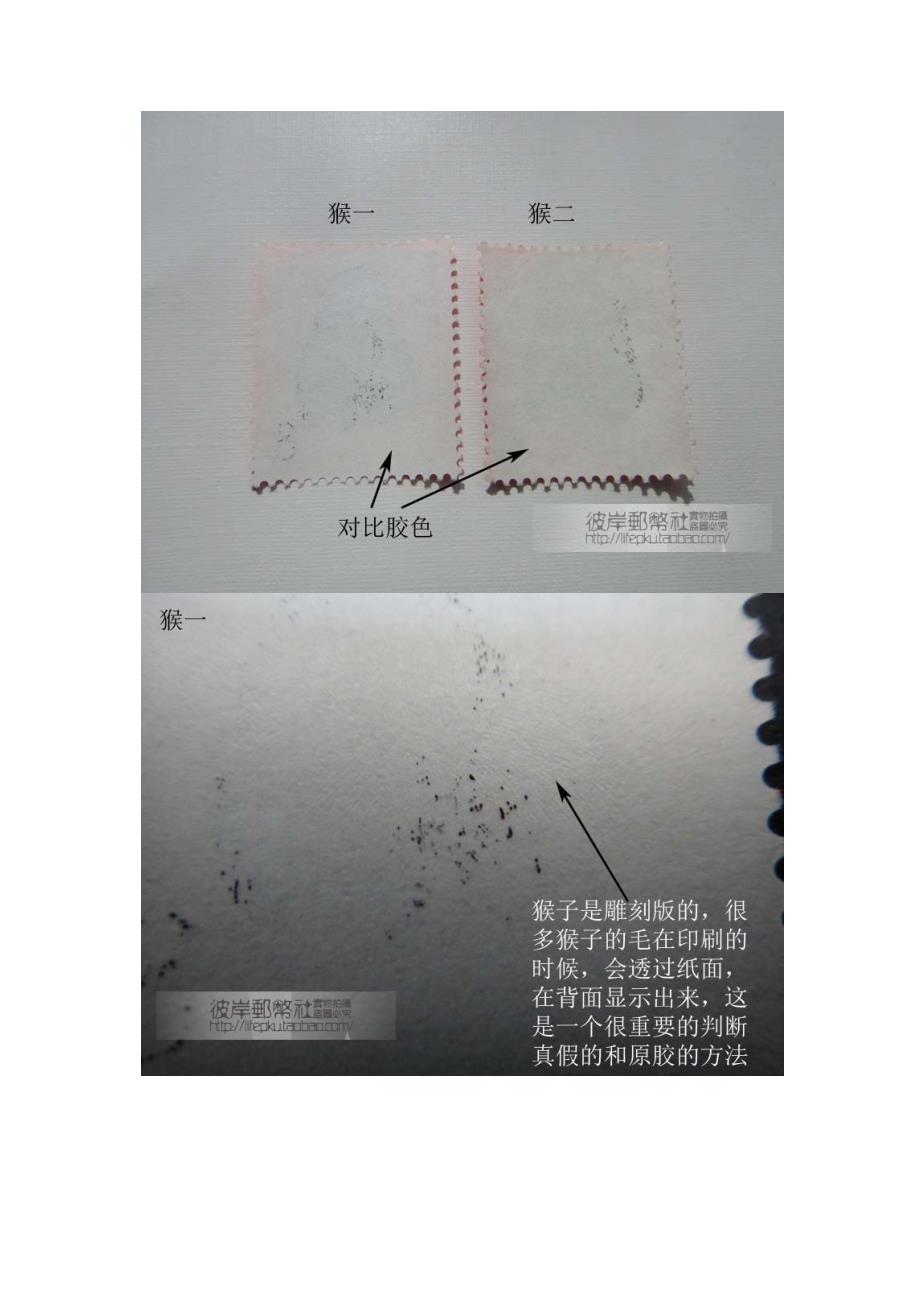 【彼岸邮币社】t46猴年生肖邮票真假辨伪(图录比对)_第2页