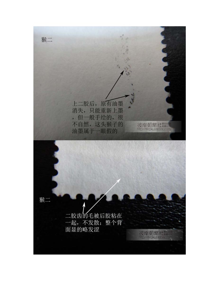 【彼岸邮币社】t46猴年生肖邮票真假辨伪(图录比对)_第3页