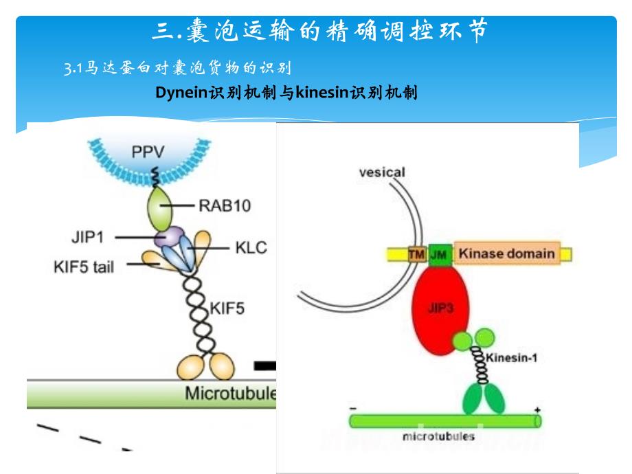 囊泡运输的功能与调控机制ppt课件_第4页