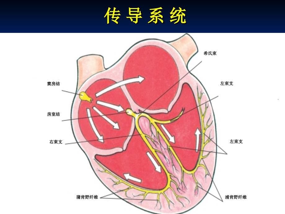 体外循环及先天性心脏病护理_第5页