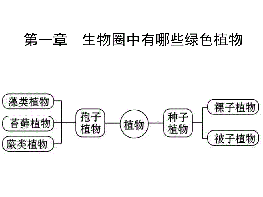 绿色植物(复习)_第2页