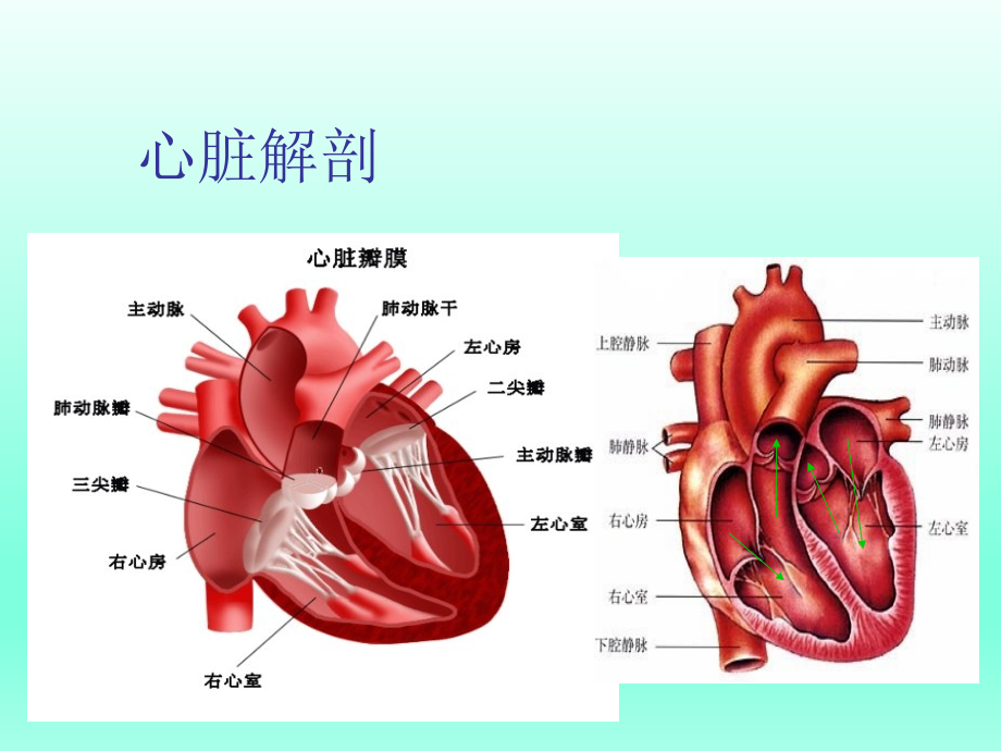 内科学——心脏瓣膜病_第3页