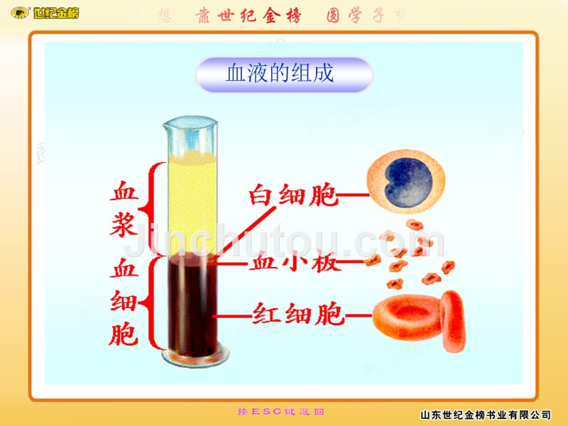 流动的组织——血液1_第4页