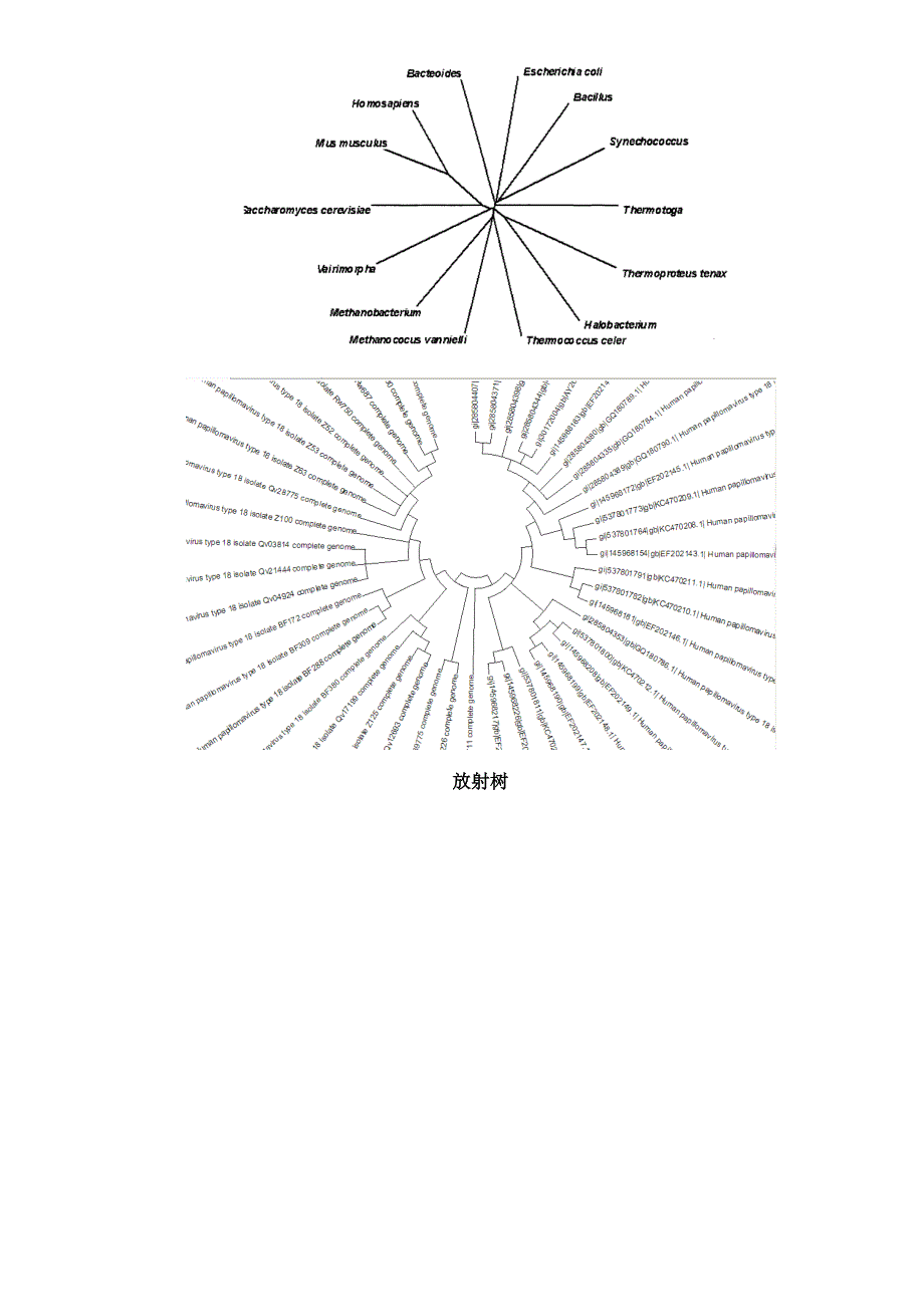 几款软件构建生物进化树的方法比较_第4页