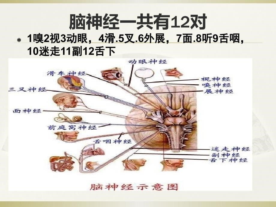 脑神经的支配与功能课件_第5页