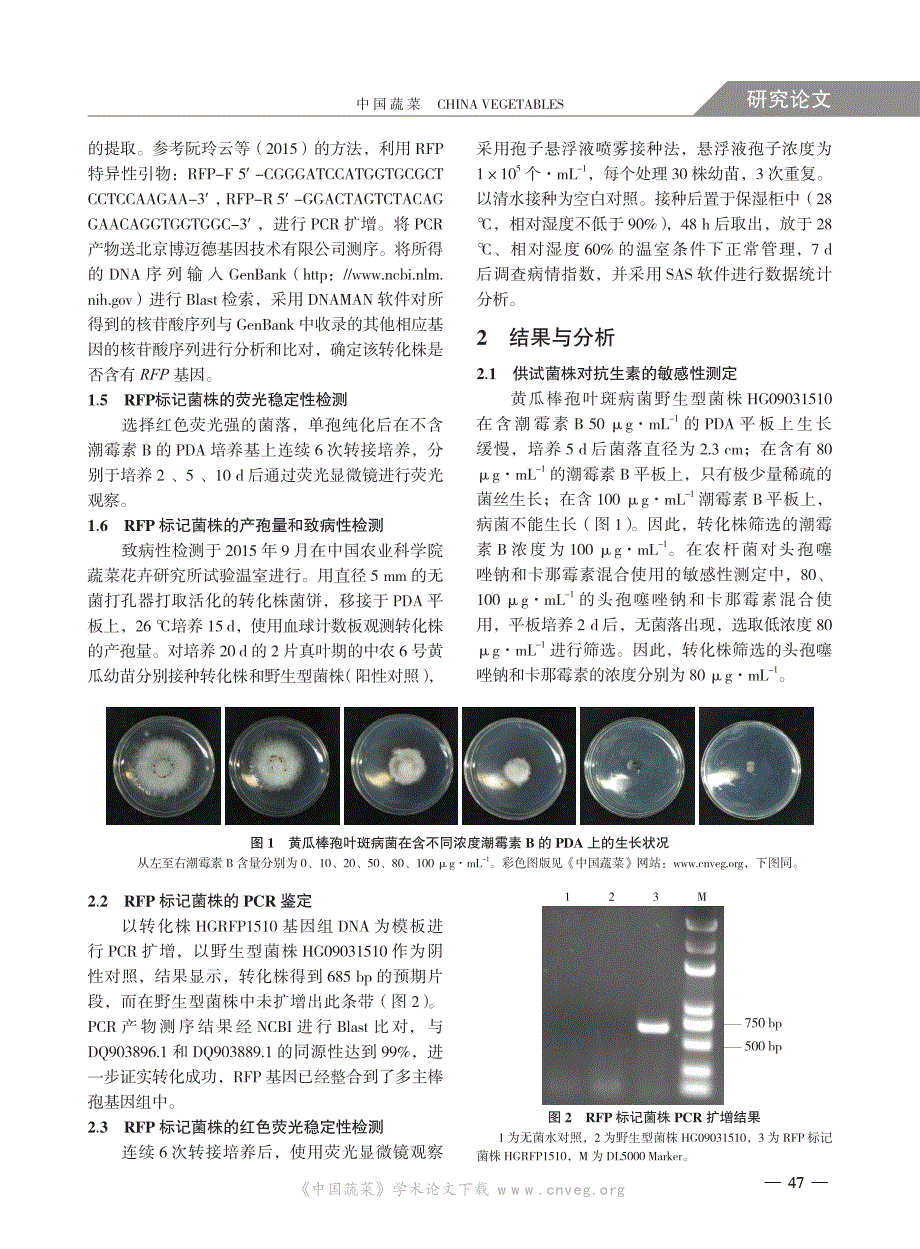 黄瓜棒孢叶斑病病原菌RFP 标记转化株的构建_第3页