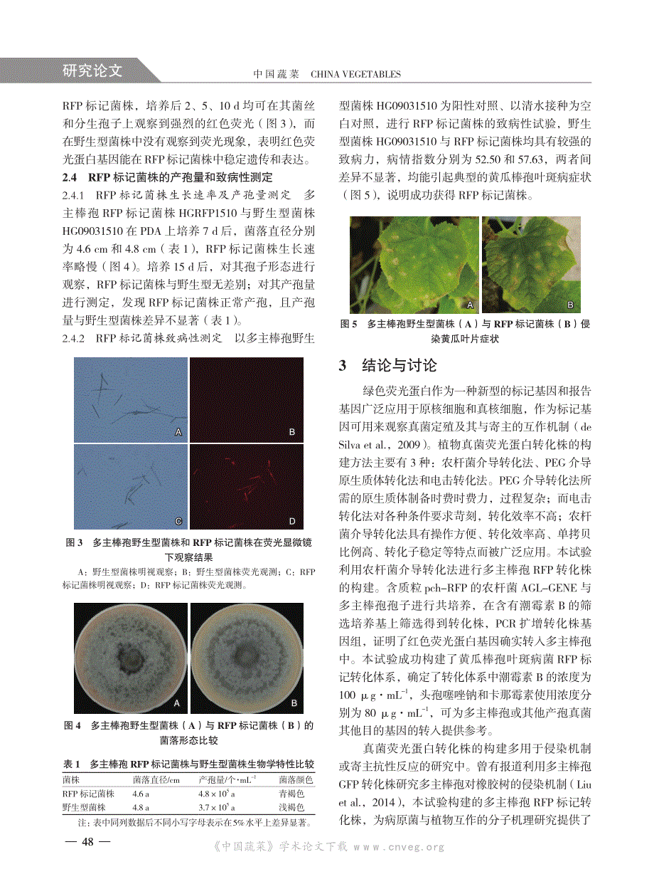 黄瓜棒孢叶斑病病原菌RFP 标记转化株的构建_第4页