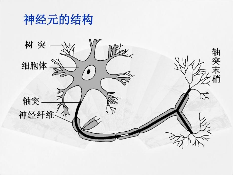 2017高考生物一轮总复习课件：第8单元生命活动的调节第26讲_第5页