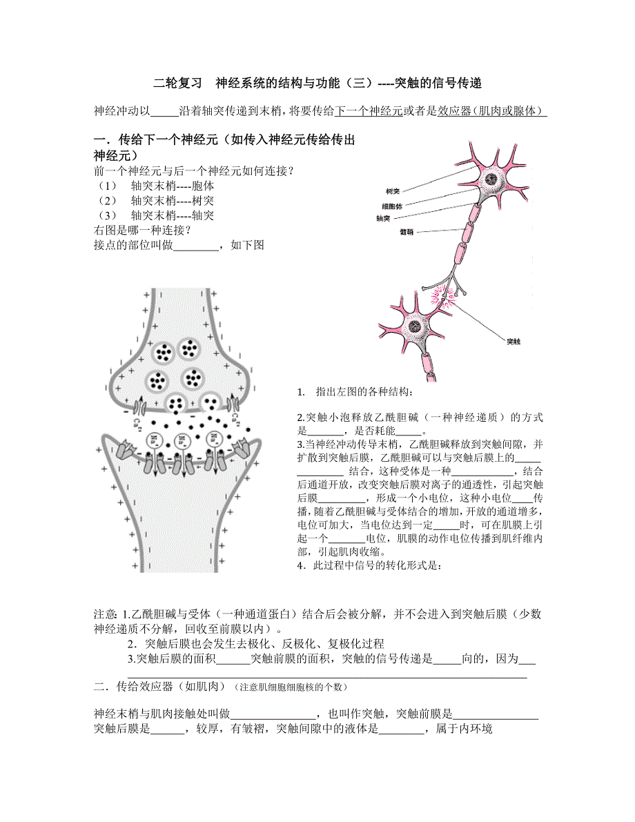 二轮 突触的信号传递_第1页