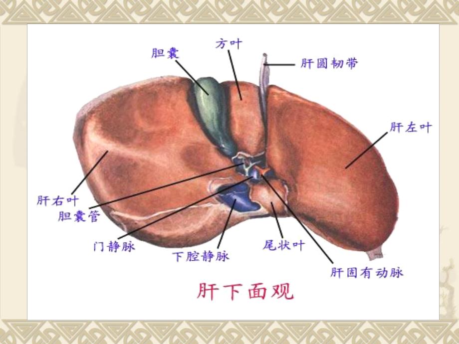 肝母细胞瘤护理查房_第3页