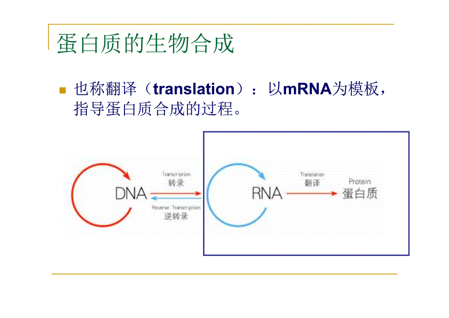 2012翻译及其调控_第4页