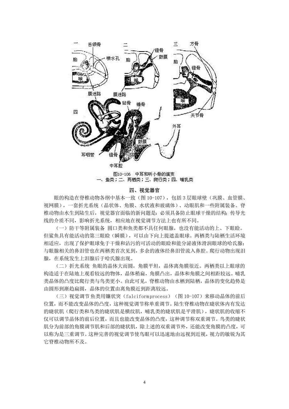 硬骨鱼开始有两条完整的交感神经干_第4页