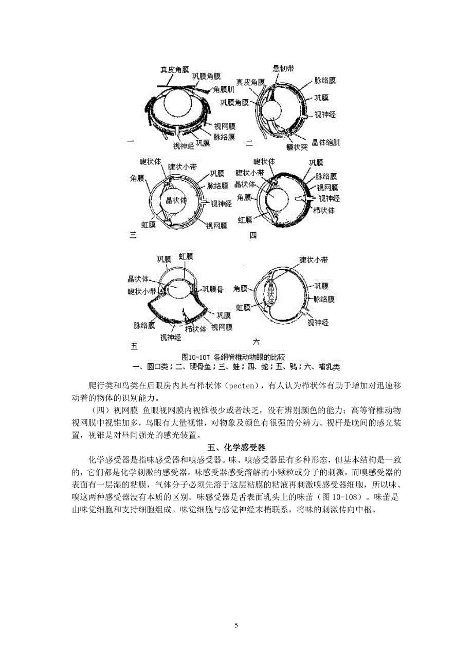 硬骨鱼开始有两条完整的交感神经干_第5页