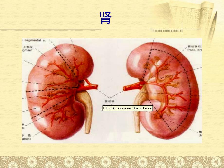 肾、六腑、奇恒之府_第1页