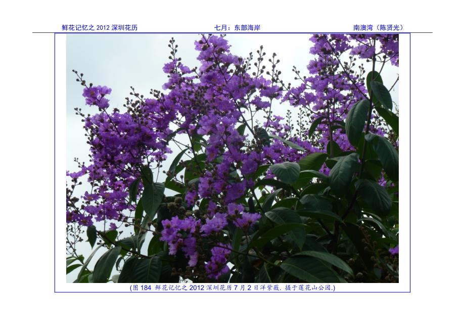 鲜花记忆之2012-07东部海岸_第2页