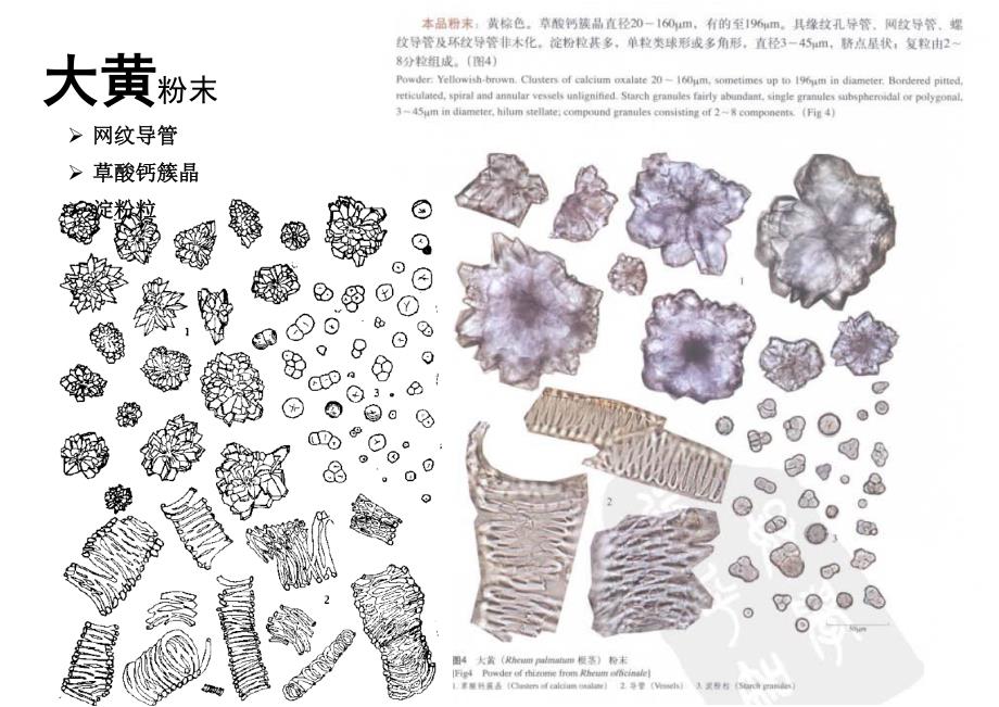 中药鉴定学显微鉴定_第1页