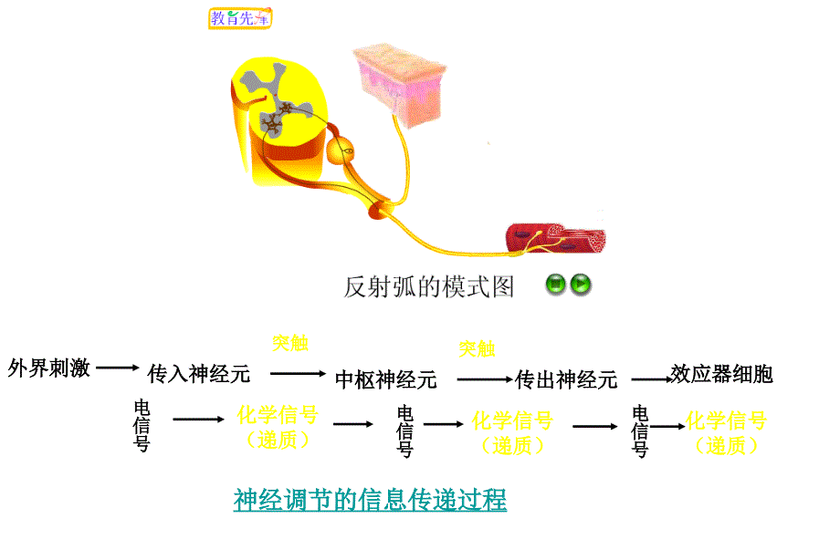 高生物人和动物的调与信息传递_第3页