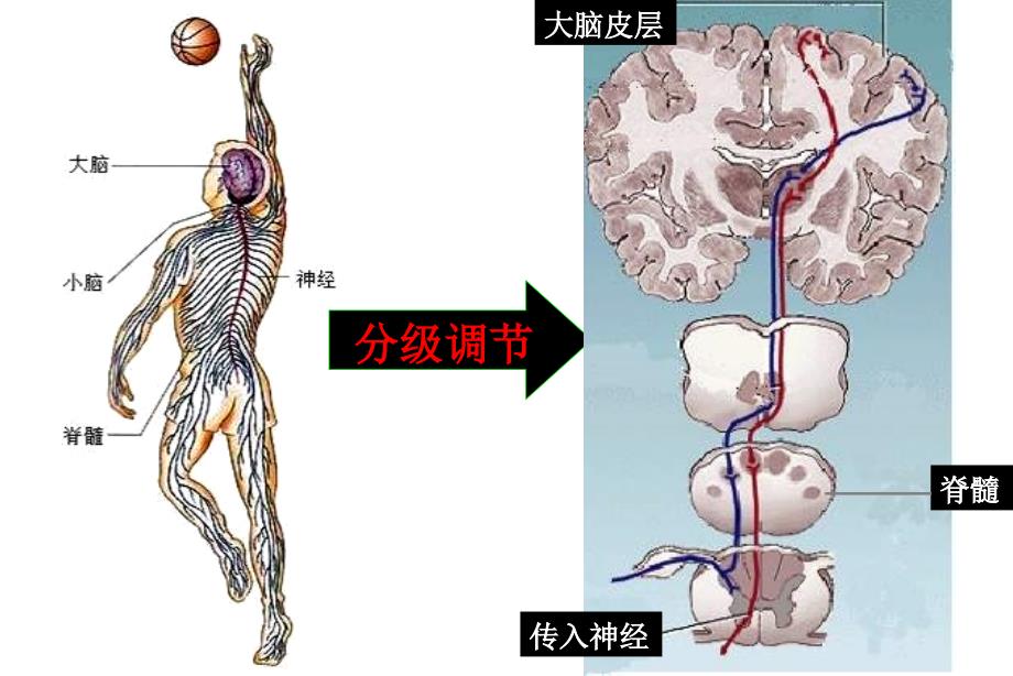 高生物人和动物的调与信息传递_第4页