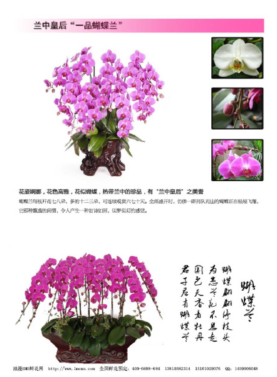 鲜花杂志《鲜花时尚》第1期 年宵花画册_第4页