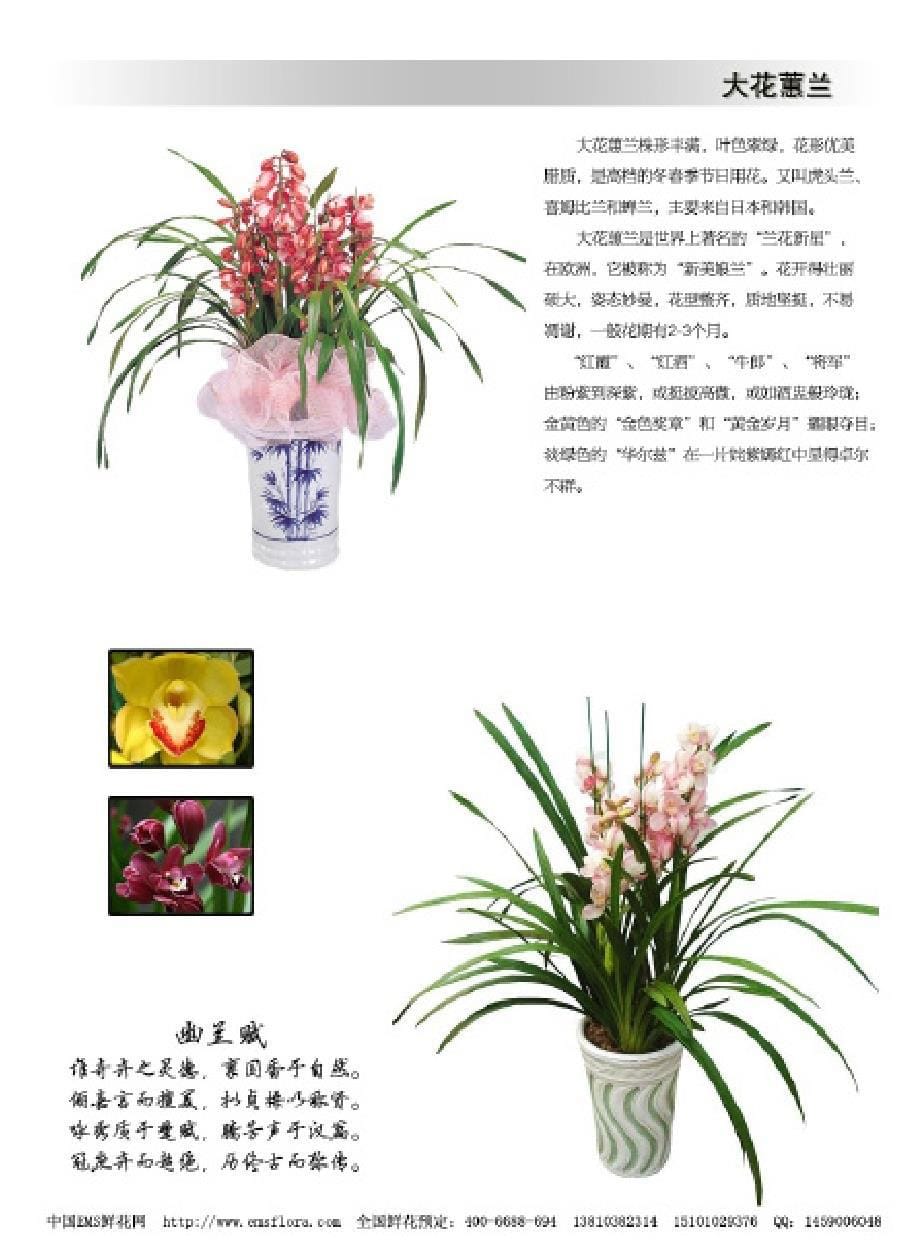 鲜花杂志《鲜花时尚》第1期 年宵花画册_第5页