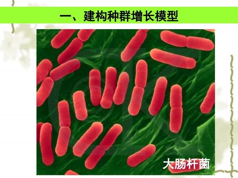 高中生物必修3：《种群数量的变化》【www.edudown.net】_第5页