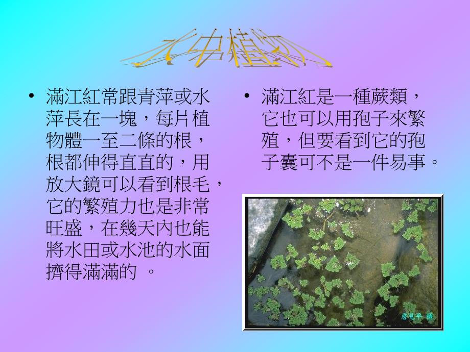 满江红常跟青萍或水萍长在一块_第1页