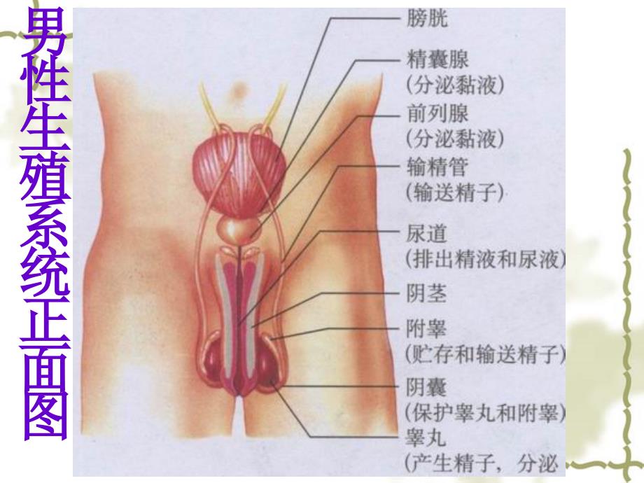 人的生殖_第3页