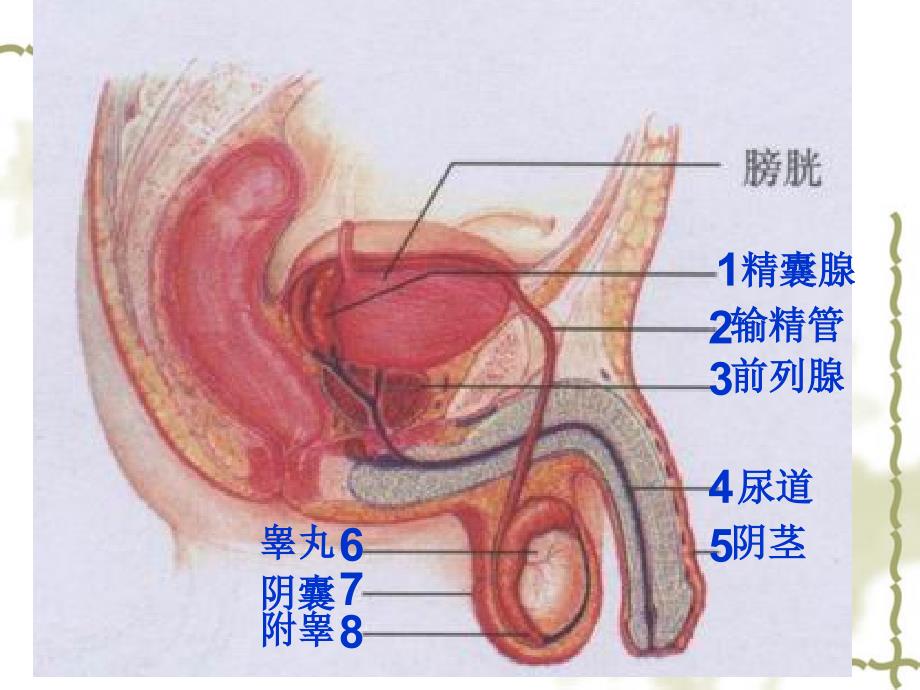 人的生殖_第4页