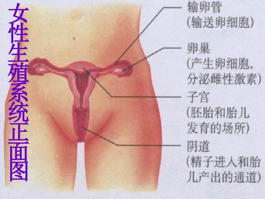 人的生殖_第5页