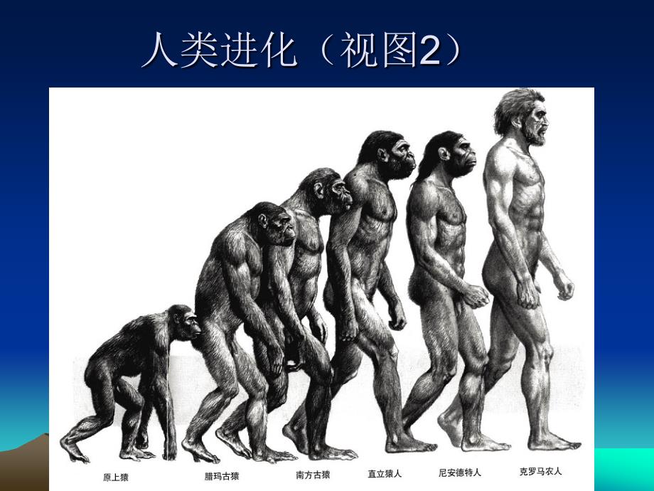 （大象版）六年级科学下册课件 展现人类祖先的生活画卷_第4页