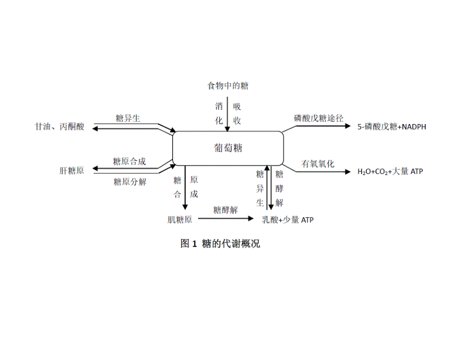 实验专题模块一血糖和血糖的调节_第4页