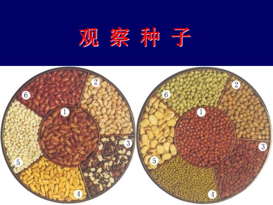 （浙教版）三年级科学下册课件 种子变成芽 1_第2页