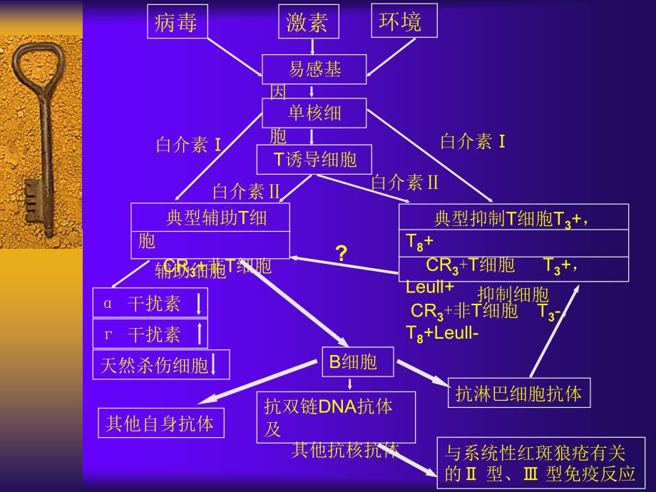 (陶怡)sle_第4页