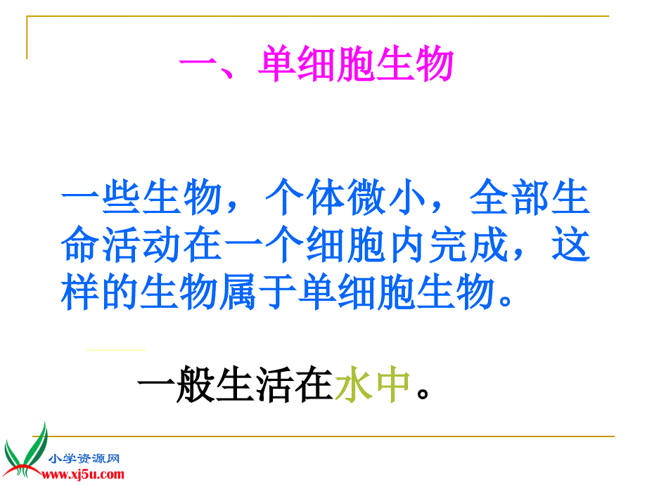 （教科版）六年级科学下册课件 在显微镜下我们发现了什么_第3页